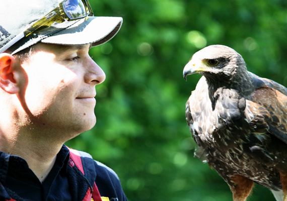 Burren Birds of Prey